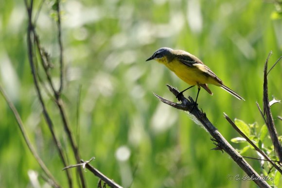 Bergeronnette printanière