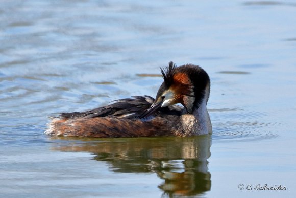 Grebe hupée