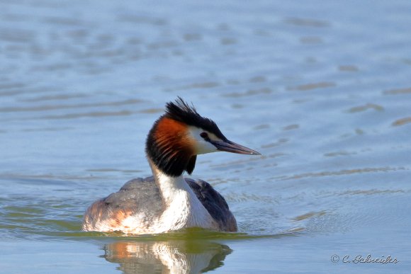 Grebe hupée