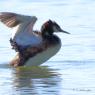 Grebe hupée